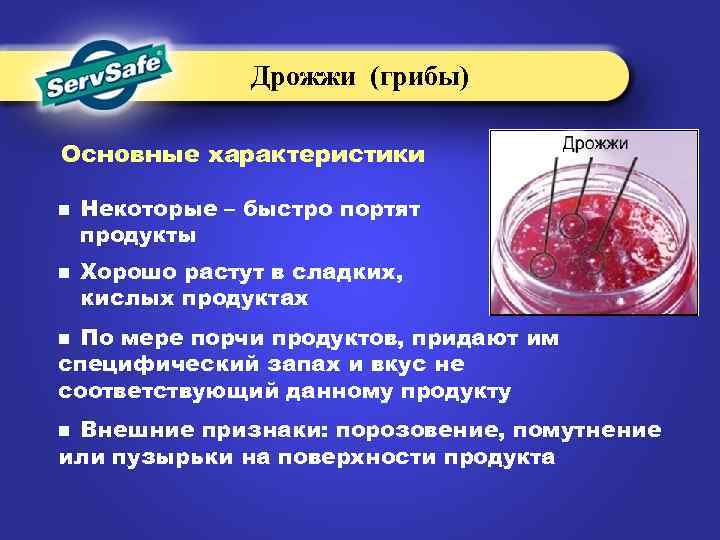 Дрожжи (грибы) Основные характеристики n n Некоторые – быстро портят продукты Хорошо растут в