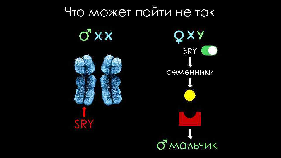 Что может пойти не так XX XY SRY семенники SRY мальчик 