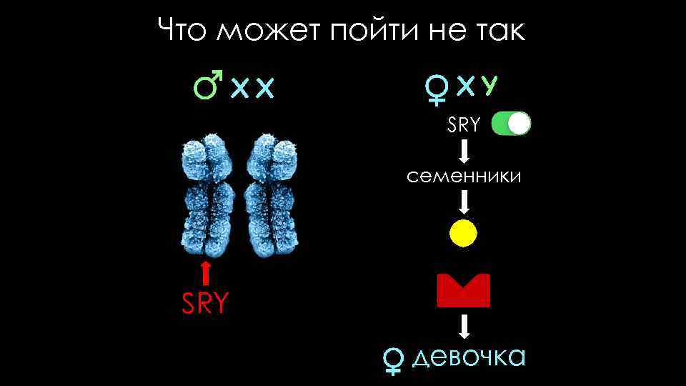 Что может пойти не так XX XY SRY семенники SRY девочка 