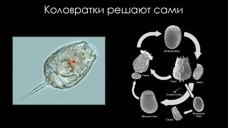 Коловратки решают сами 