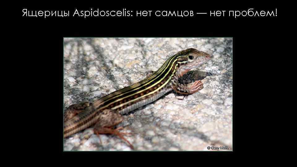 Ящерицы Aspidoscelis: нет самцов — нет проблем! 