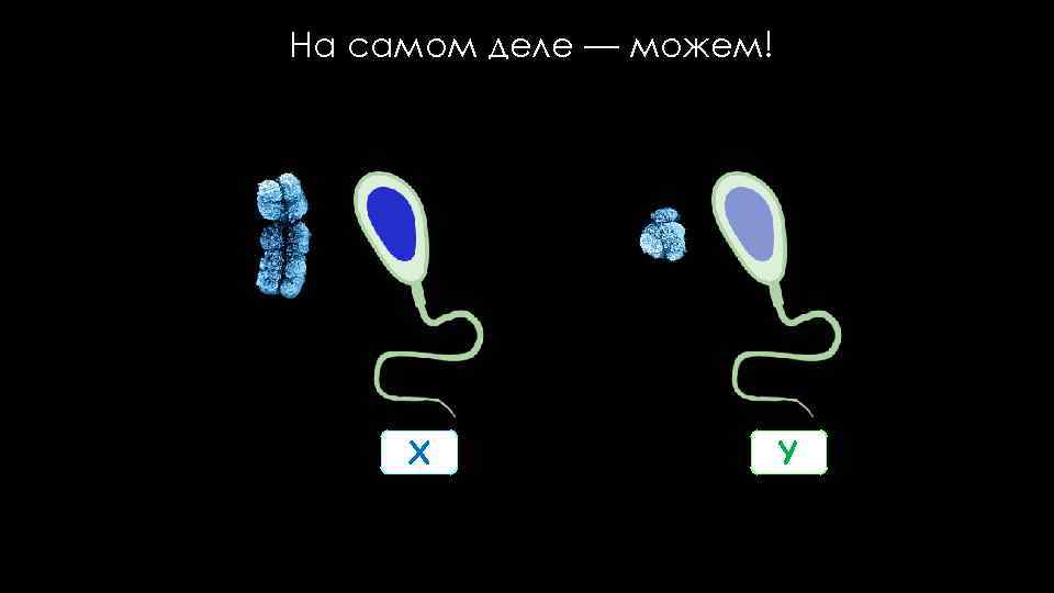 На самом деле — можем! X Y 