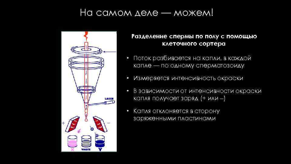 На самом деле — можем! Разделение спермы по полу с помощью клеточного сортера •