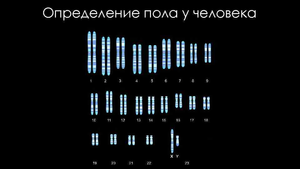 Определение пола у человека 