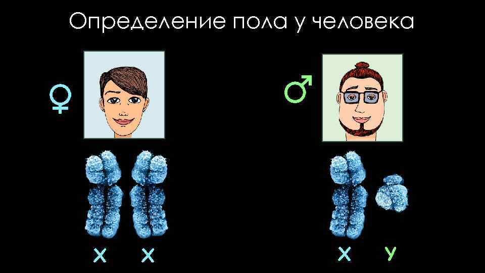 Определение пола у человека X X X Y 