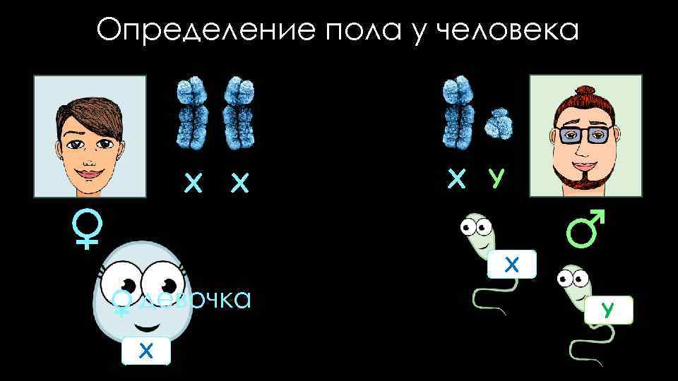 Определение пола у человека X X X Y X девочка X Y 