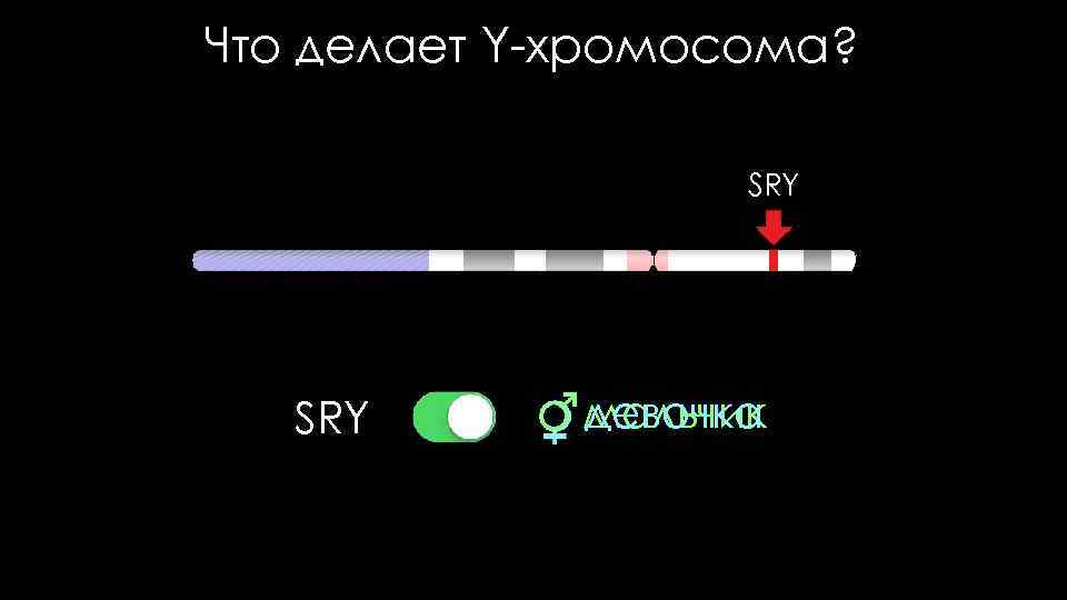 Что делает Y-хромосома? SRY мальчик девочка 