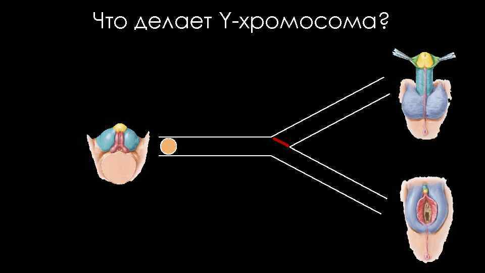 Что делает Y-хромосома? 