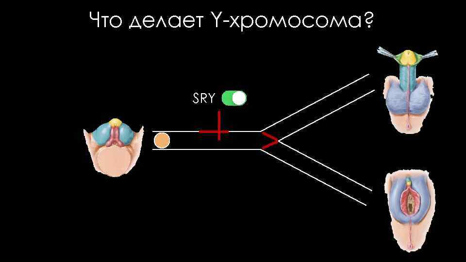 Что делает Y-хромосома? SRY 