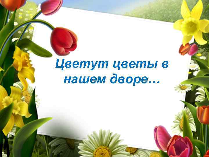 Цветут цветы в нашем дворе… 