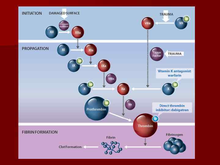 Дабигатрана этексилат Дабигатрана этексилат — низкомолекулярное пролекарство, не проявляющее фармакологической активности. После перорального приема