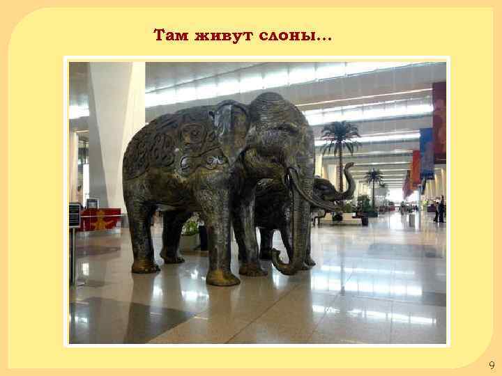Там живут слоны… 9 