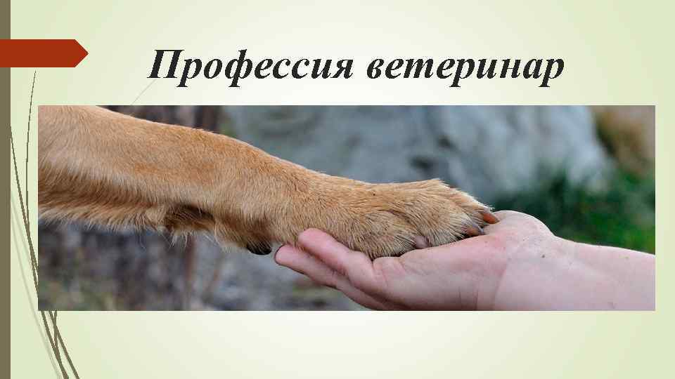Профессия ветеринар 