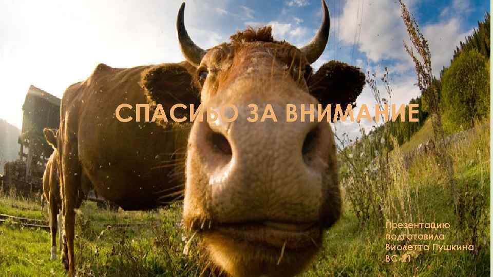 СПАСИБО ЗА ВНИМАНИЕ Презентацию подготовила Виолетта Пушкина ВС-21 