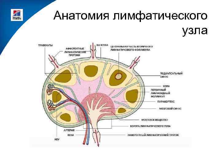 Анатомия лимфатического узла 