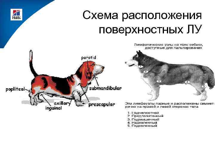 Увеличены лимфоузлы у собаки. Подчелюстные лимфатические узлы у собак. Лимфатическая система собаки. Лимфатические узлы собаки схема. Лимфоузлы собаки анатомия.