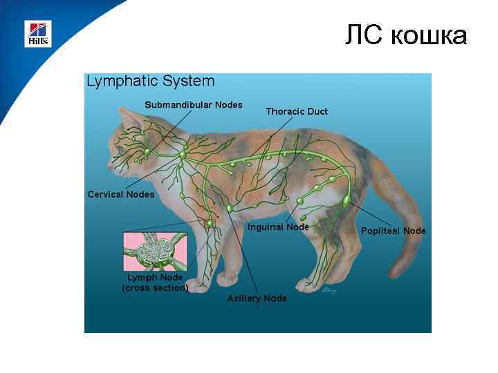 ЛС кошка 