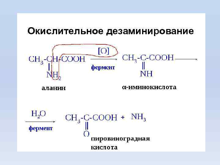 Окислительное дезаминирование 