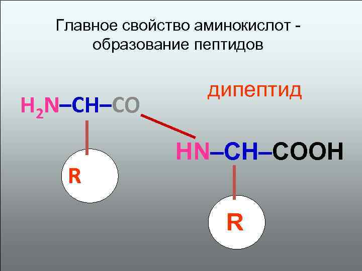 Главное свойство аминокислот образование пептидов H 2 N–CH–CO R дипептид HN–CH–COOH R 