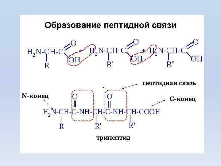 Образование пептидной связи 