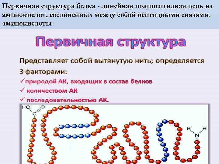 Первичная структура белка - линейная полипептидная цепь из аминокислот, соединенных между собой пептидными связями.
