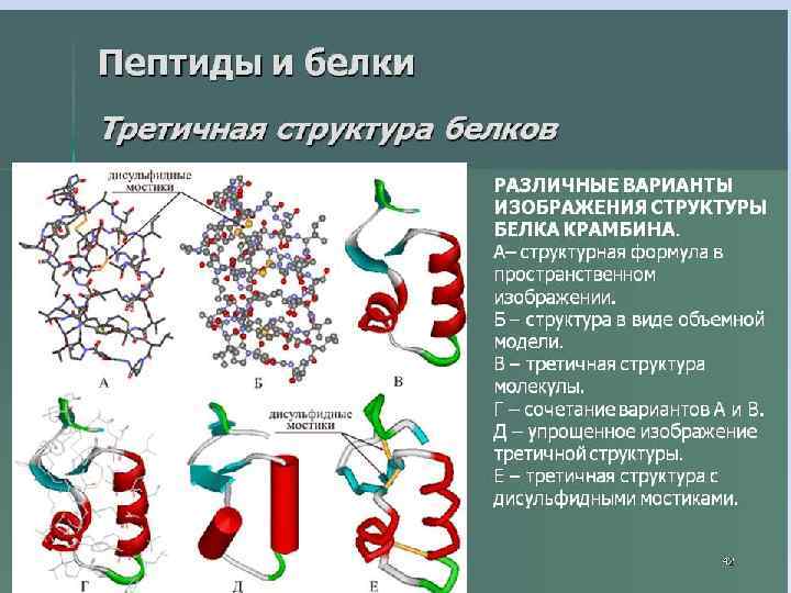 Аминокислоты пептиды белки презентация