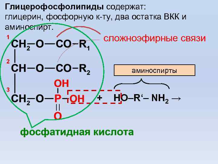 Глицерофосфолипиды содержат: глицерин, фосфорную к-ту, два остатка ВКК и аминоспирт. сложноэфирные связи 1 2