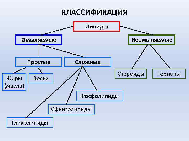 КЛАССИФИКАЦИЯ Липиды Омыляемые Простые Жиры (масла) Неомыляемые Сложные Стероиды Воски Фосфолипиды Сфинголипиды Гликолипиды Терпены