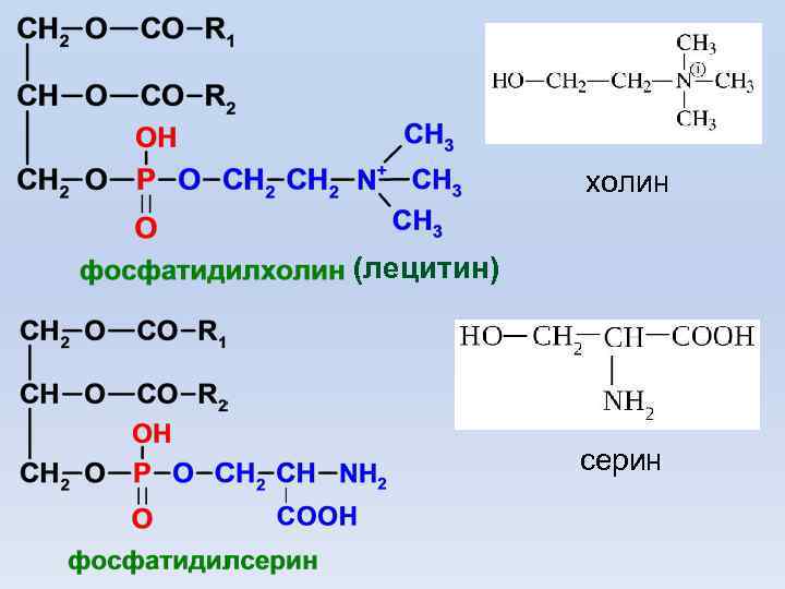 холин (лецитин) серин 