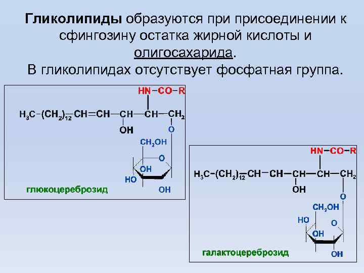 Гликолипиды образуются присоединении к сфингозину остатка жирной кислоты и олигосахарида. В гликолипидах отсутствует фосфатная