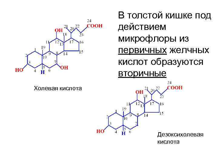 В толстой кишке под действием микрофлоры из первичных желчных кислот образуются вторичные Холевая кислота