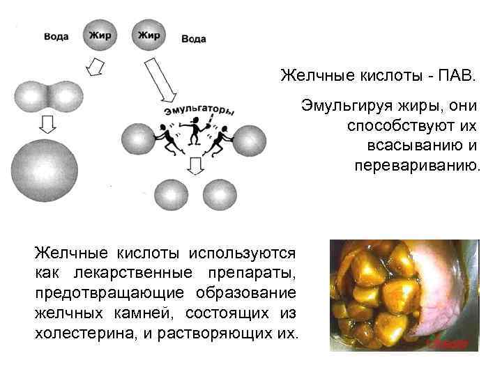 Желчные кислоты - ПАВ. Эмульгируя жиры, они способствуют их всасыванию и перевариванию. Желчные кислоты
