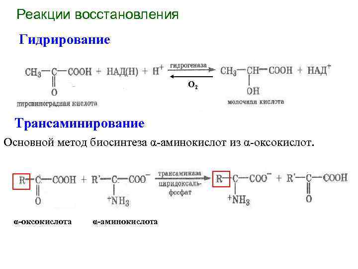 Реакции восстановления Гидрирование О 2 Трансаминирование Основной метод биосинтеза α-аминокислот из α-оксокислот. α оксокислота