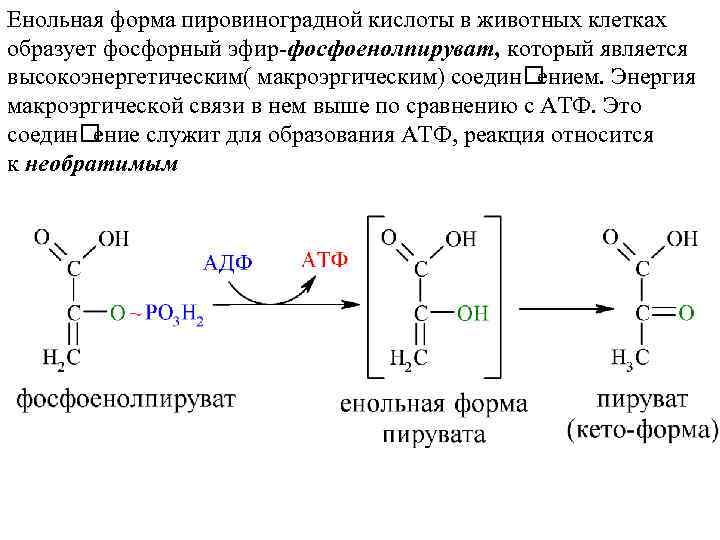 Енольная форма пировиноградной кислоты в животных клетках образует фосфорный эфир-фосфоенолпируват, который является высокоэнергетическим( макроэргическим)