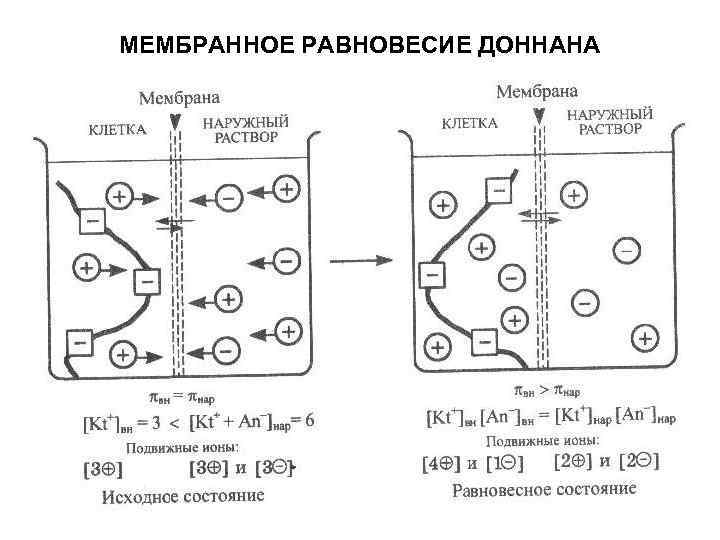 МЕМБРАННОЕ РАВНОВЕСИЕ ДОННАНА 