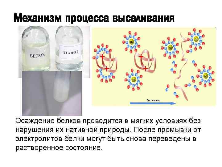 Механизм процесса высаливания Осаждение белков проводится в мягких условиях без нарушения их нативной природы.