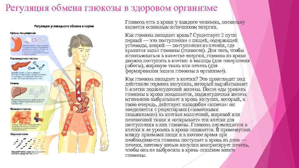Регуляция обмена глюкозы в здоровом организме Глюкоза есть в крови у каждого человека, поскольку