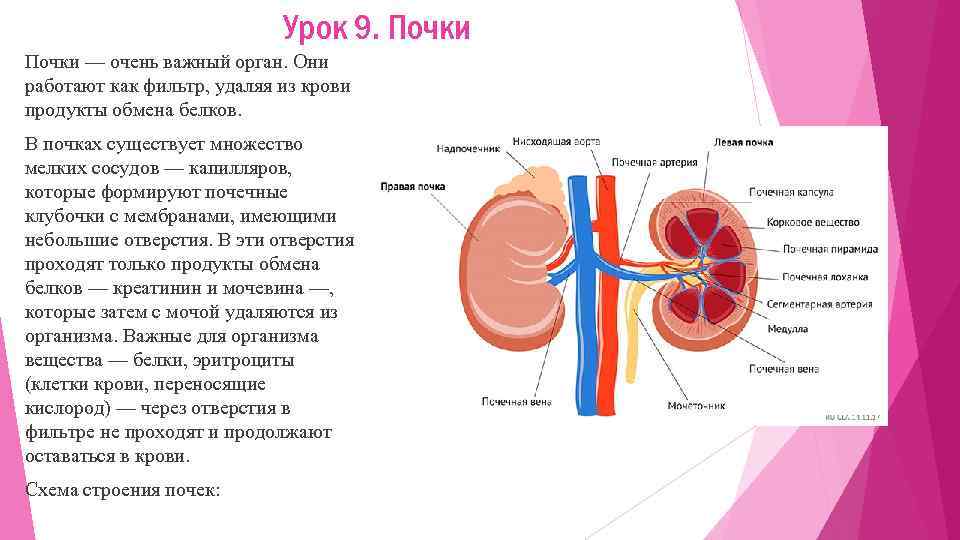 Урок 9. Почки — очень важный орган. Они работают как фильтр, удаляя из крови