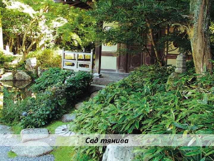 Сад тянива 