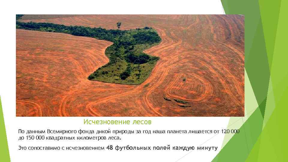 Исчезновение лесов По данным Всемирного фонда дикой природы за год наша планета лишается от