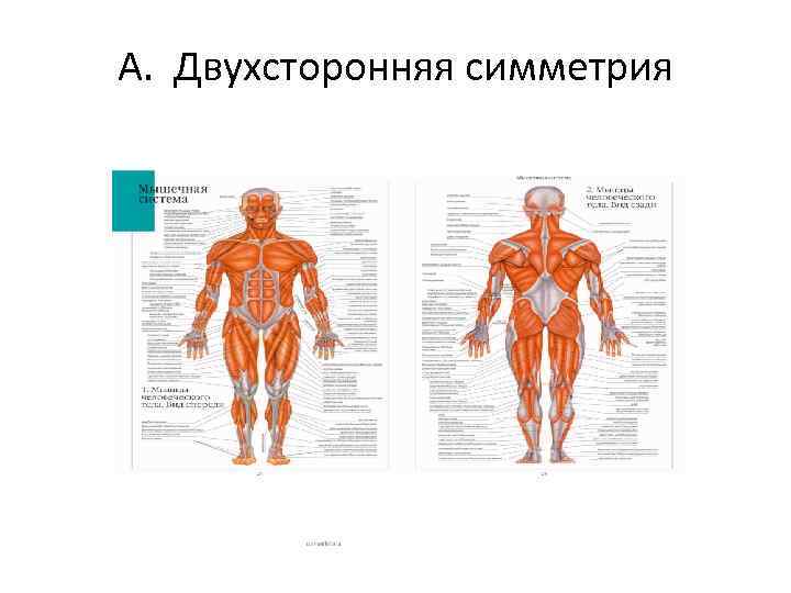 А. Двухсторонняя симметрия 