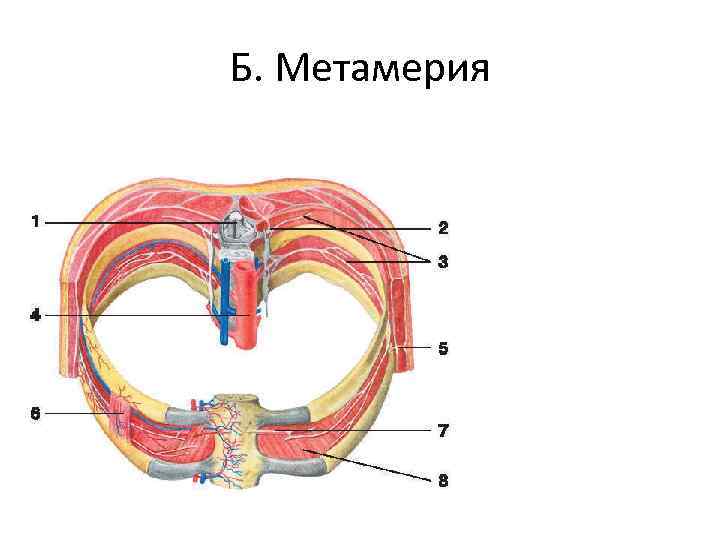Б. Метамерия 