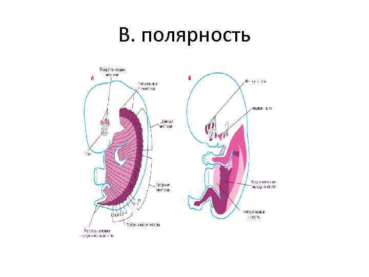 В. полярность 