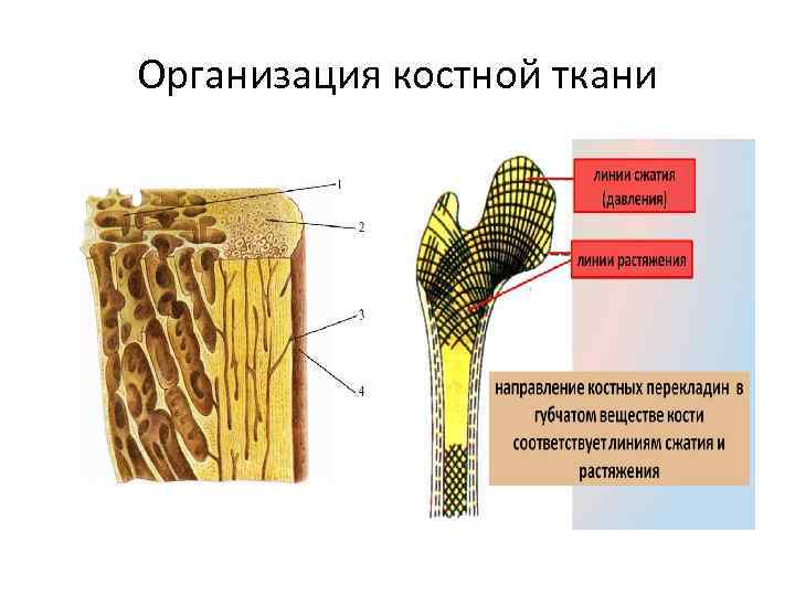 Организация костной ткани 