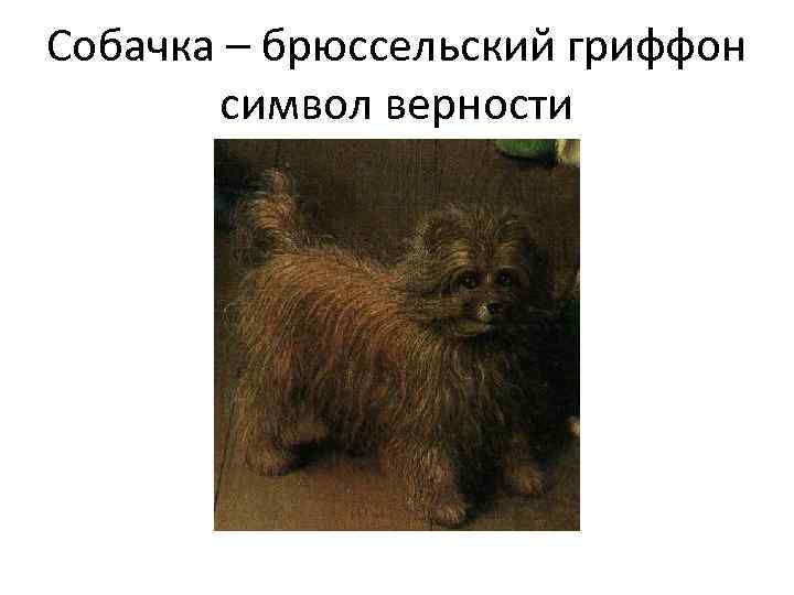 Собачка – брюссельский гриффон символ верности 