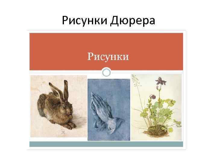 Рисунки Дюрера 
