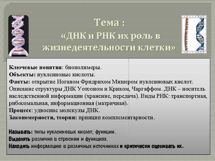 Тема : «ДНК и РНК их роль в жизнедеятельности клетки» Ключевые понятия: биополимеры. Объекты: