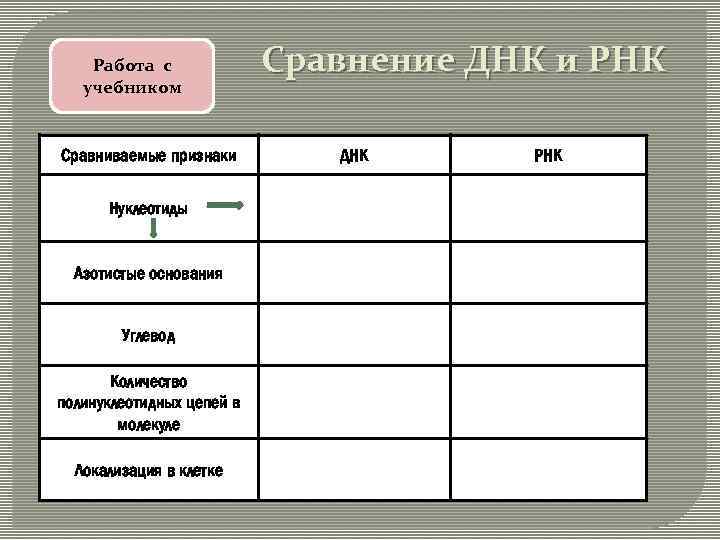 Работа с учебником Сравниваемые признаки Нуклеотиды Азотистые основания Углевод Количество полинуклеотидных цепей в молекуле