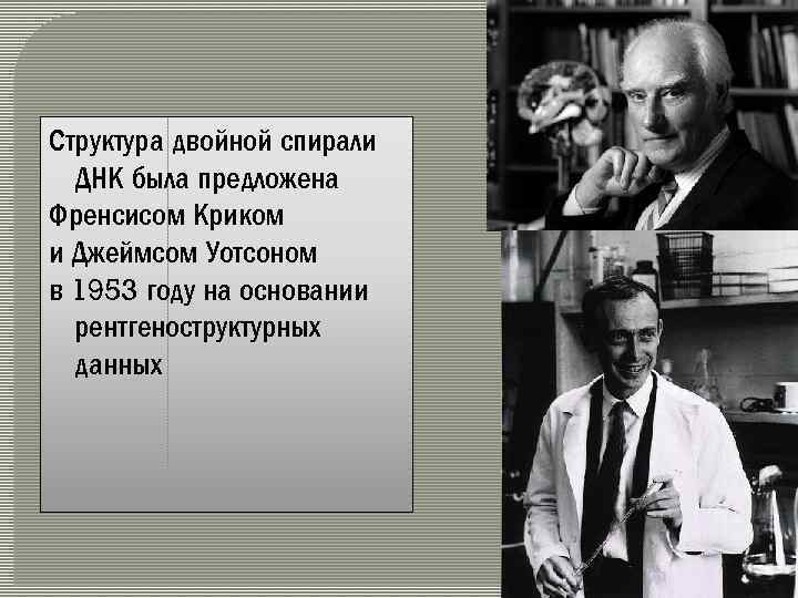 Структура двойной спирали ДНК была предложена Френсисом Криком и Джеймсом Уотсоном в 1953 году