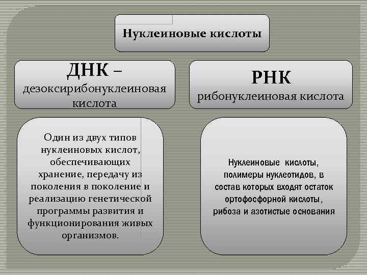 Нуклеиновые кислоты ДНК – дезоксирибонуклеиновая кислота Один из двух типов нуклеиновых кислот, обеспечивающих хранение,